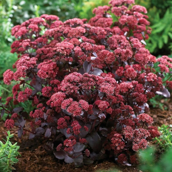 Rozchodnik Purple Emperor Sedum