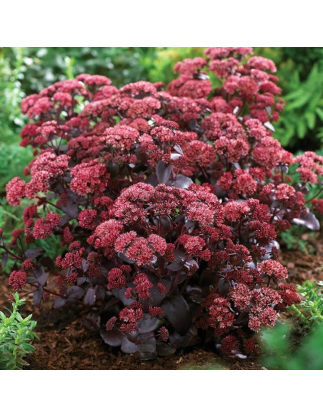 Rozchodnik Purple Emperor Sedum