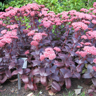 Rozchodnik Purple Emperor Sedum 2