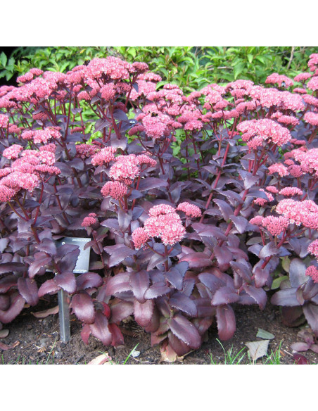 Emperor Sedum Rozchodnik Purple