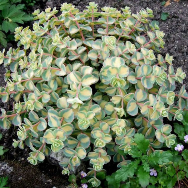 Rozchodnik Siebolda Variegatum Sedum sieboldii