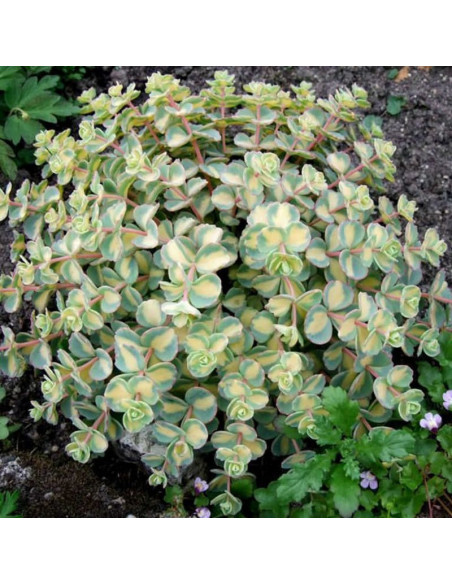 Rozchodnik Siebolda Variegatum Sedum sieboldii