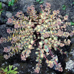 Rozchodnik Siebolda Variegatum Sedum sieboldii 2