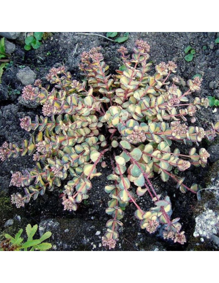 Siebolda Variegatum Rozchodnik Sedum sieboldii