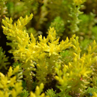 Sedum sexangulare Rozchodnik sześciorzędowy 2