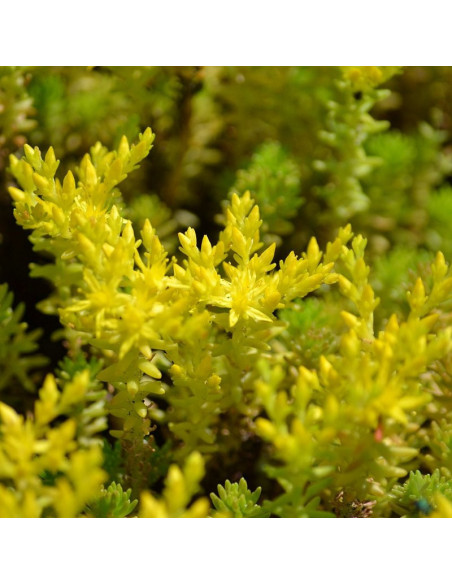 Rozchodnik sześciorzędowy Sedum sexangulare