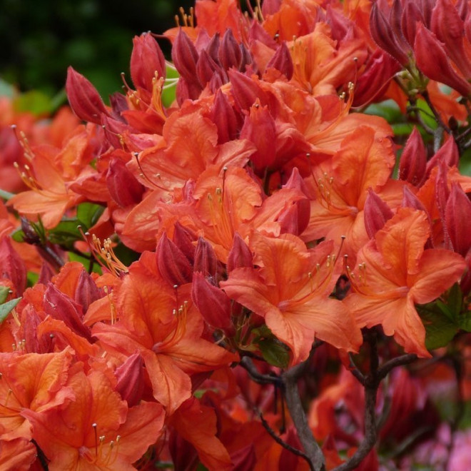 Azalia wielkokwiatowa Dr M.Oosthoek Rhododendron mollis