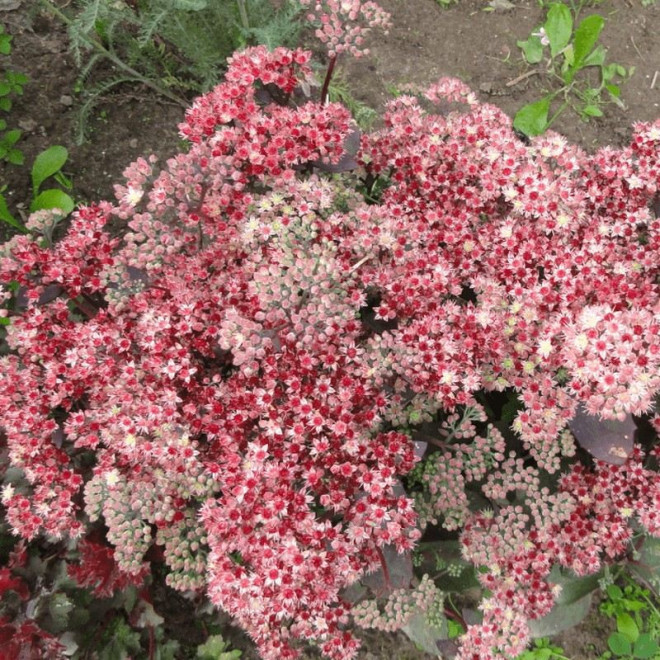 Rozchodnik wielki Strawberries and Cream Sedum telephium