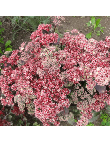 Rozchodnik wielki Strawberries and Cream Sedum telephium