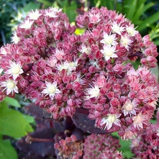 Strawberries and Cream Rozchodnik wielki Sedum telephium