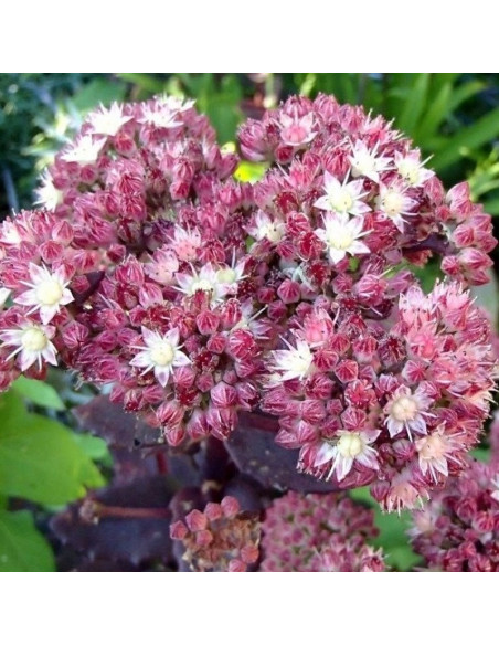 Strawberries and Cream Rozchodnik wielki Sedum telephium