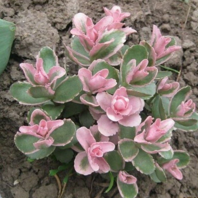 Sedum Rozchodnik Winky