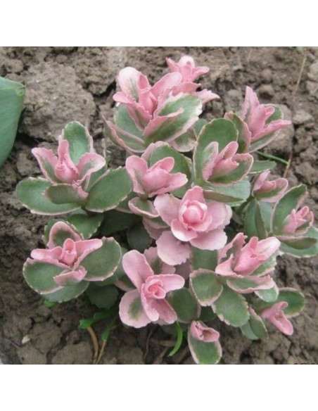 Sedum Rozchodnik Winky