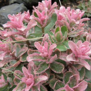 Sedum Rozchodnik Winky 2