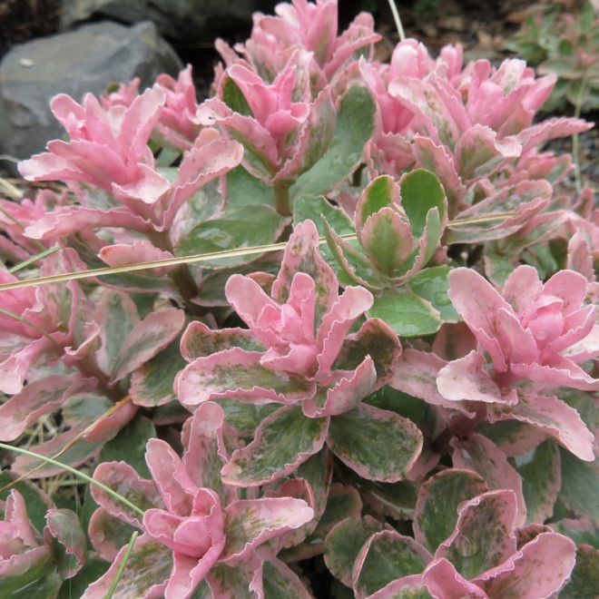 Rozchodnik Winky Sedum