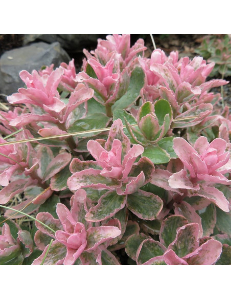 Rozchodnik Winky Sedum