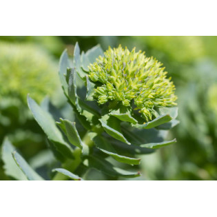 Różeniec górski Rhodiola rosea