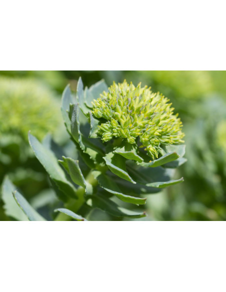 Różeniec górski Rhodiola rosea