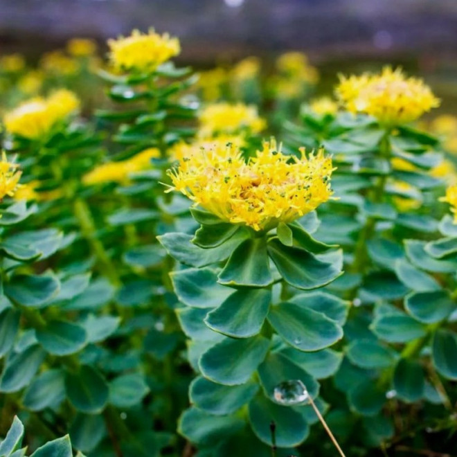 Rhodiola rosea Różeniec górski