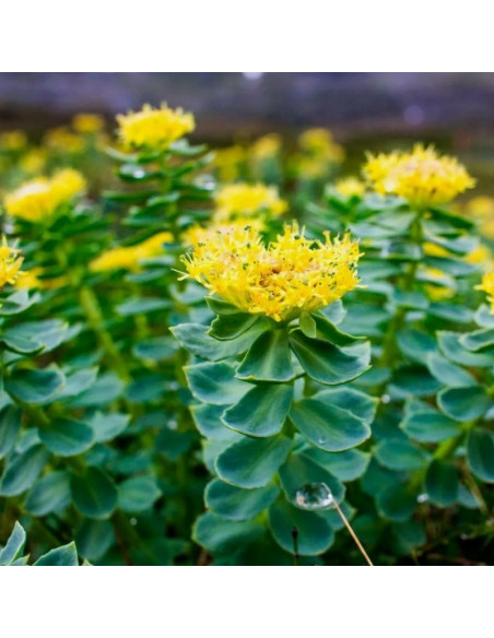 Rhodiola rosea Różeniec górski