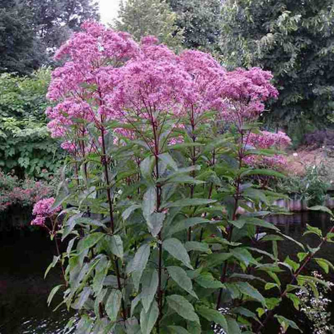 Sadziec plamisty Atropurpureum Eupatorium maculatum