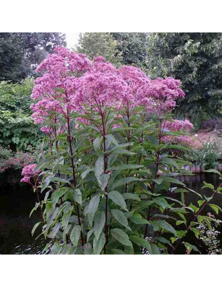 Sadziec plamisty Atropurpureum Eupatorium maculatum