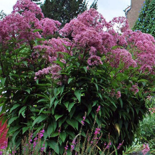 Sadziec plamisty Atropurpureum Eupatorium maculatum 2