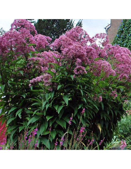 Atropurpureum Sadziec plamisty Eupatorium maculatum