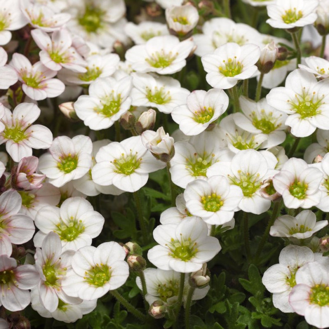 Schneeteppich Skalnica Arendsa Saxifraga arendsii
