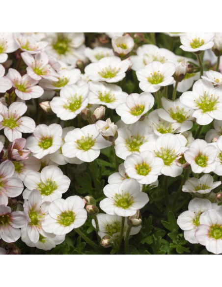 Schneeteppich Skalnica Arendsa Saxifraga arendsii