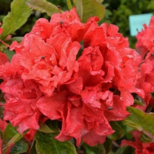 Azalia wielkokwiatowa Fabiola Rhododendron Knap Hill