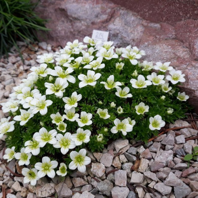 Skalnica Arendsa Schneeteppich Saxifraga arendsii