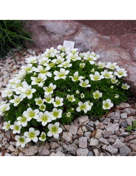Skalnica Arendsa Schneeteppich Saxifraga arendsii