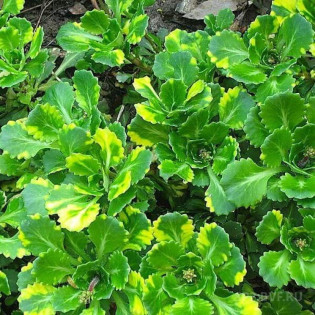 Skalnica cieniolubna Variegata Saxifraga urbium