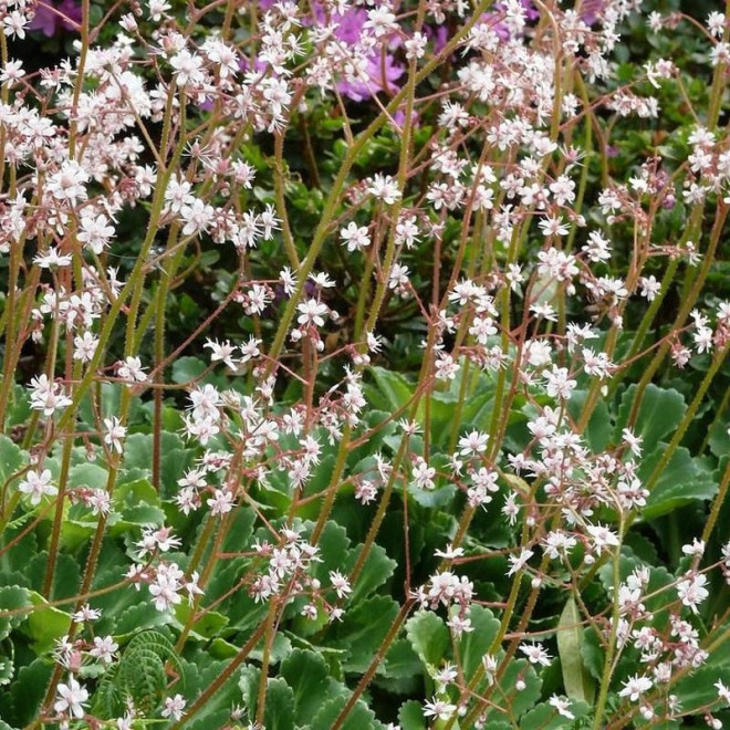 Skalnica cienista Saxifraga umbrosa