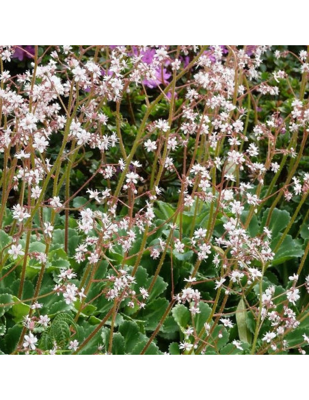 Skalnica cienista Saxifraga umbrosa