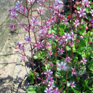 Skalnica cienista Saxifraga umbrosa 2