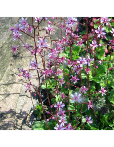 Saxifraga umbrosa Skalnica cienista