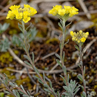 Alyssum montanum Smagliczka pagórkowa
