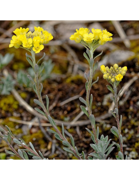 Alyssum montanum Smagliczka pagórkowa
