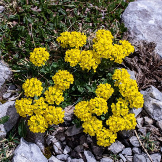 Alyssum montanum Smagliczka pagórkowa 2