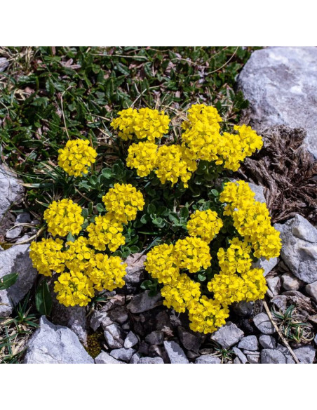 Smagliczka pagórkowa Alyssum montanum