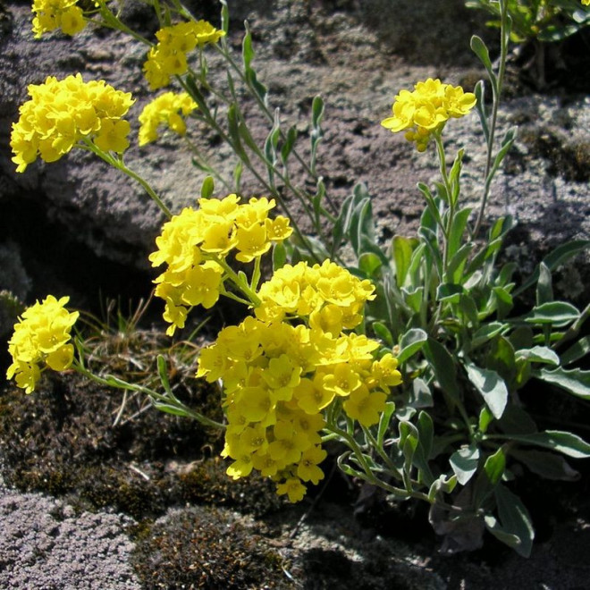 Smagliczka skalna Aurinia saxatilis Alyssum saxatile