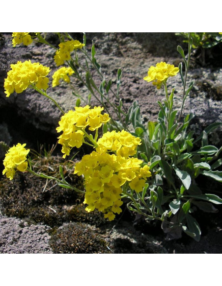 Smagliczka skalna Aurinia saxatilis Alyssum saxatile