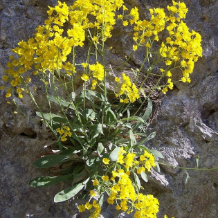 Smagliczka skalna Aurinia saxatilis Alyssum saxatile 2