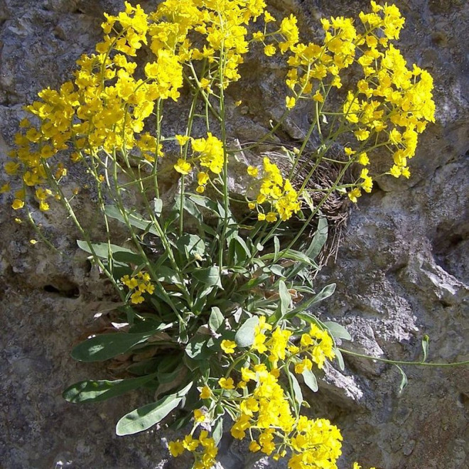Aurinia Smagliczka skalna saxatilis Alyssum saxatile