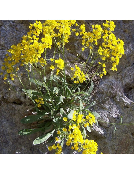 Aurinia Smagliczka skalna saxatilis Alyssum saxatile