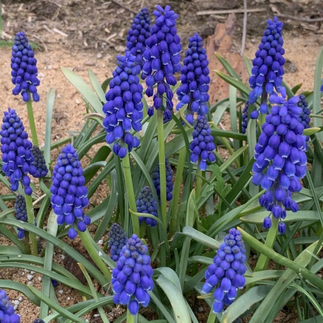 Szafirek armeński Muscari armeniacum