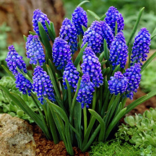 Szafirek armeński Muscari armeniacum 2