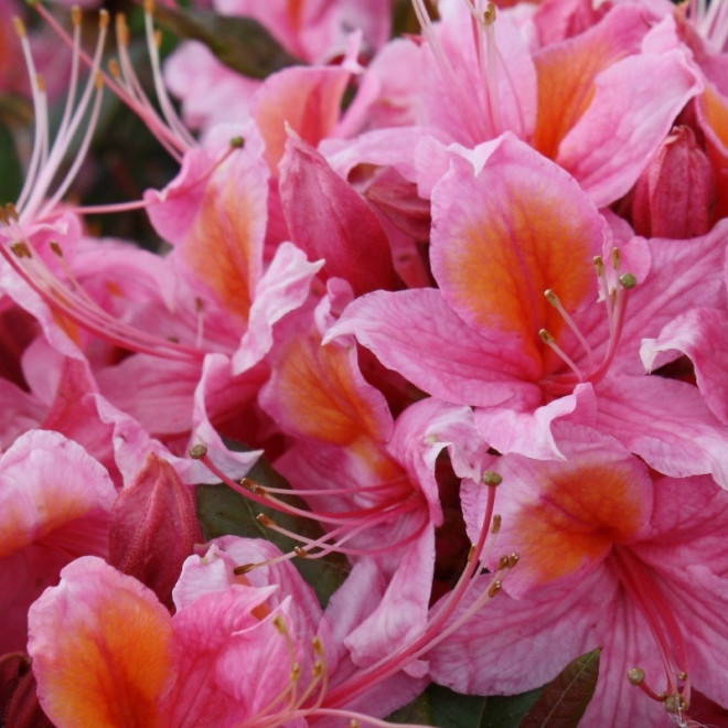 Azalia wielkokwiatowa Fanny Rhododendron (Pontica)